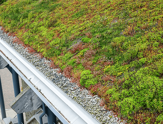 Close up of the plants growing on the green roof at St Andrews Links