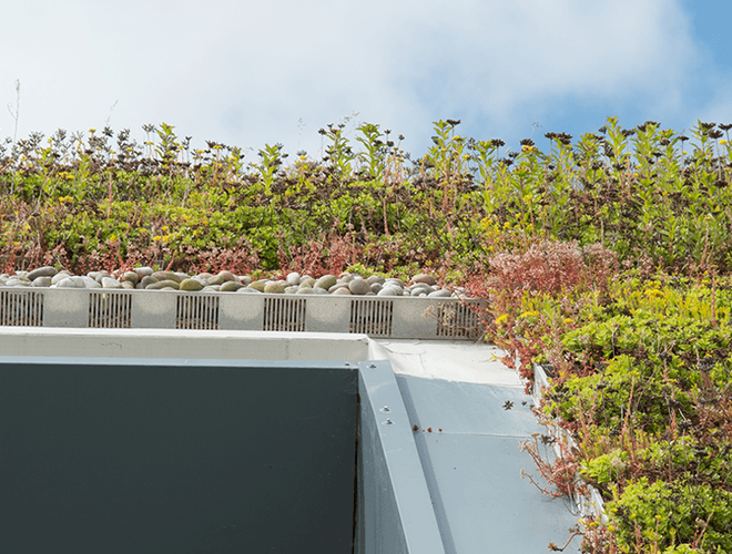 Close up of the plants and flowers growing on the St Andrews Links green roofing