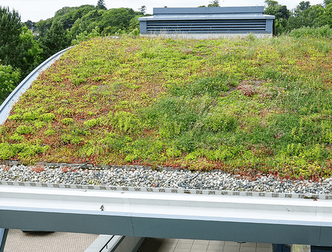 Plants growing up from the St Andrews Links green roofing